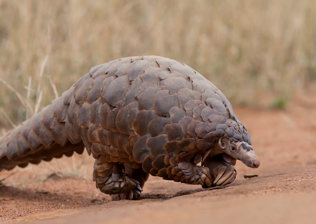 Top 10 Facts About Pangolins