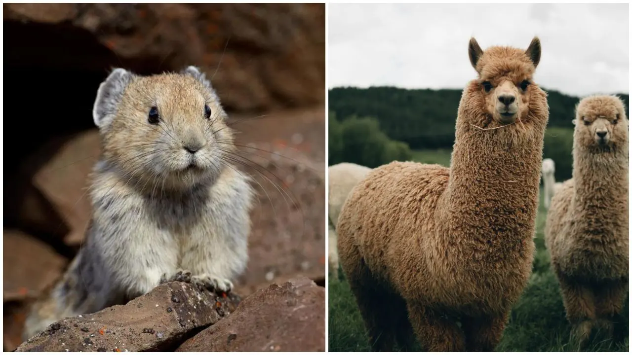 Top 10 cutest Animals