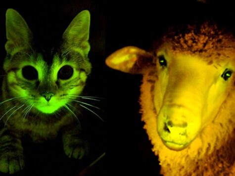 Top 10 Bioluminescent Animals