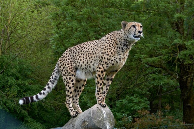 Top 10 Fastest Animals On The Planet Top10animal Top 10 Fastest Animals On The Planet Top10animal