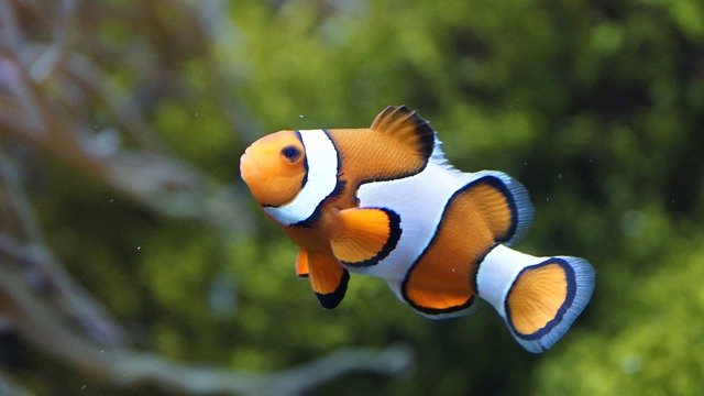 Male Clownfish Can Change Their Sex