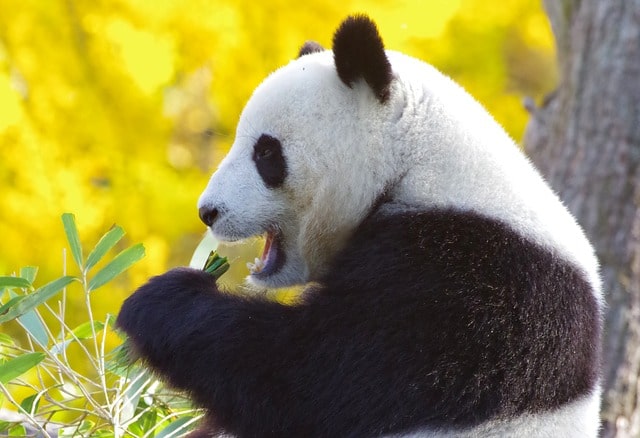 top-10-facts-about-pandas-top10animal