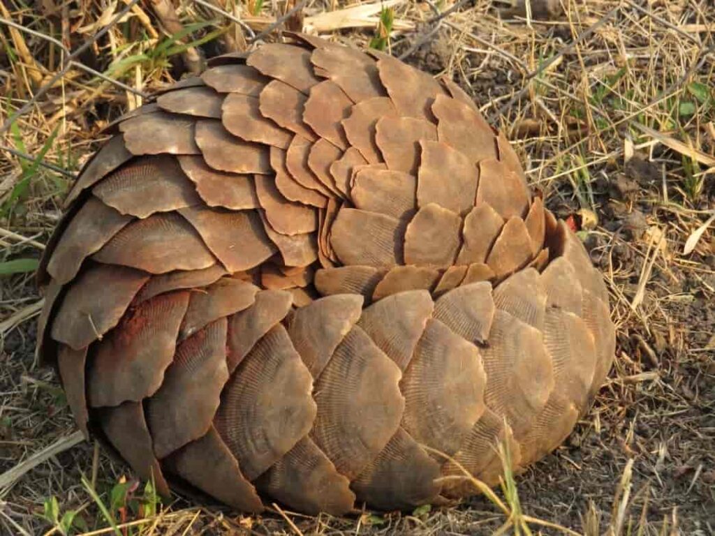 Top 10 Facts About Pangolins