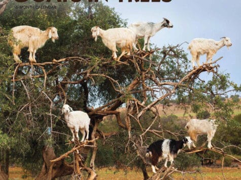“Goats In Trees” Calendar 2021
