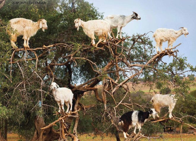 “Goats In Trees” Calendar 2021