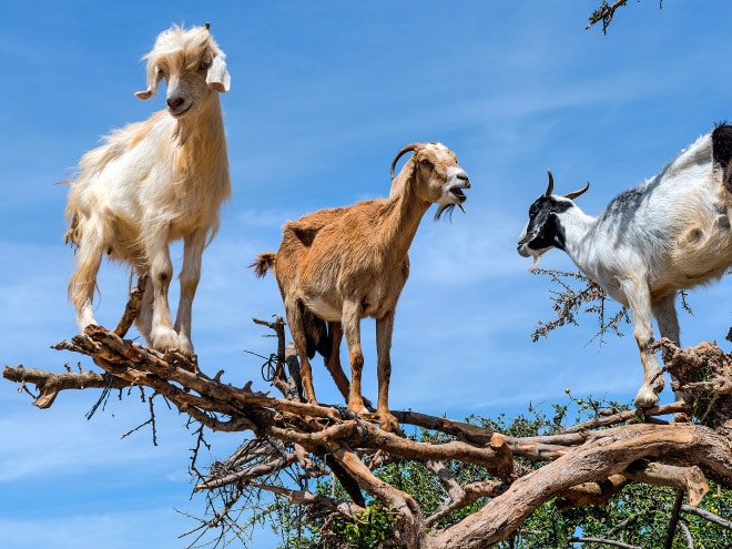 “Goats In Trees” Calendar 2021