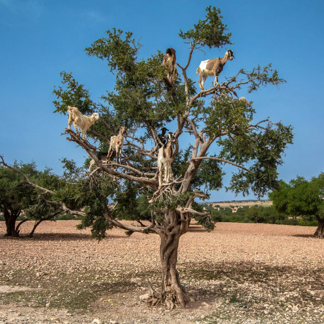 The “Goats In Trees” Calendar 2021 - Top10animal
