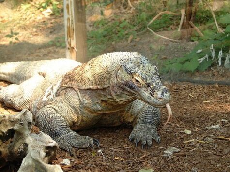 Most Venomous Animals