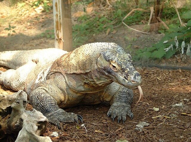 Most Venomous Animals