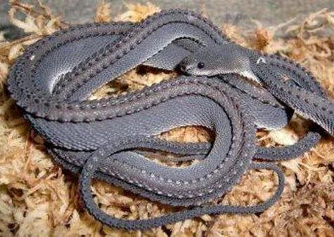 Dragon snake
