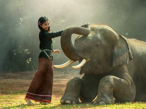 African And Asian Elephants