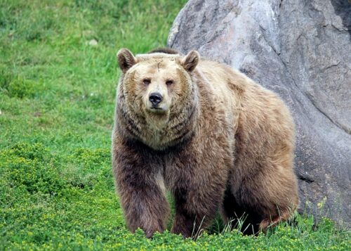 grizzly bear vs lion