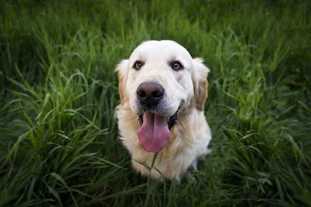 why do Dogs And Cats Eat Grass Sometimes