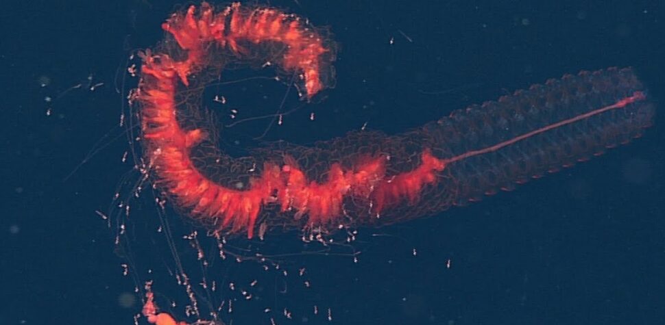 Giant Siphonophore
