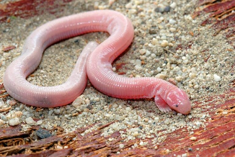 mexican-mole-lizard-a-lizard-that-looks-like-a-worm-top10animal