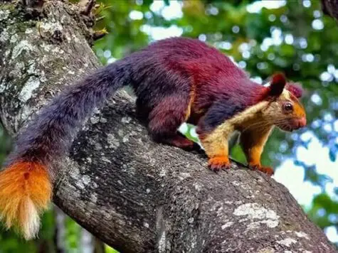 Indian Giant Squirrel