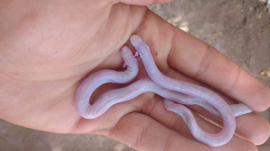 mexican-mole-lizard-a-lizard-that-looks-like-a-worm-top10animal