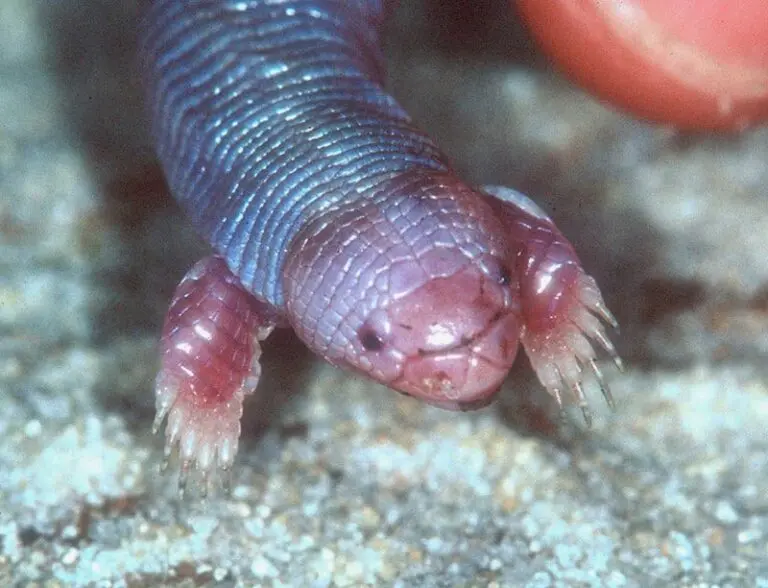 mexican-mole-lizard-a-lizard-that-looks-like-a-worm-top10animal