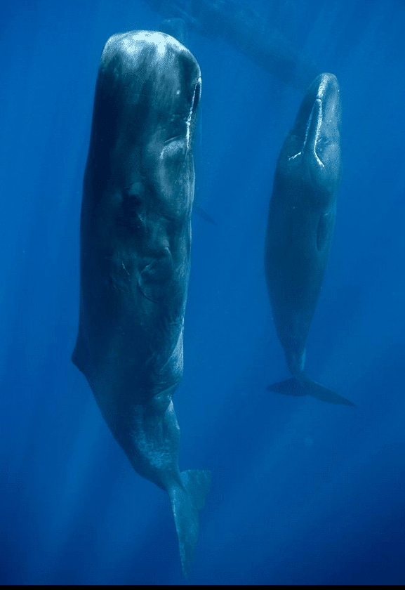 How Whales Sleep