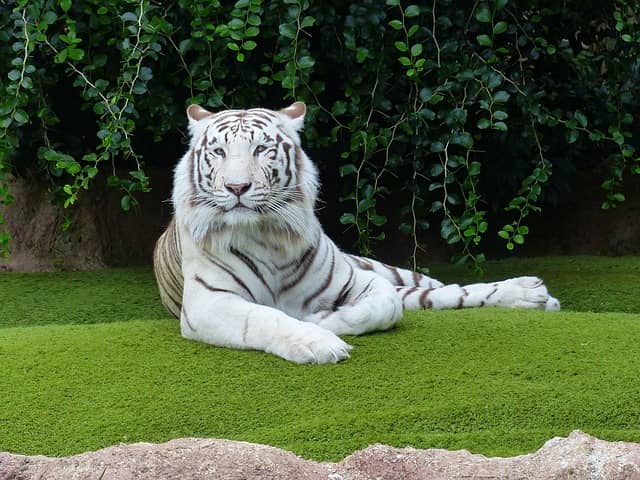White Tigers Are Not Albinos