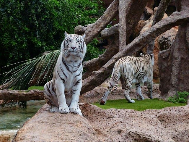 White Tigers Are Not Albinos
