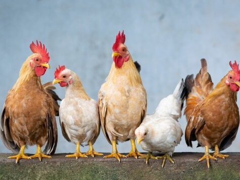 Some Chickens Are Born Half Male And Half Female