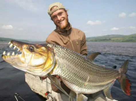 Goliath Tigerfish