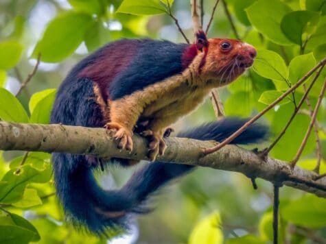 Indian Giant Squirrel-Oddly Beautiful And Colorful Giant Squirrel ...