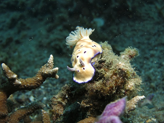 Nudibranch