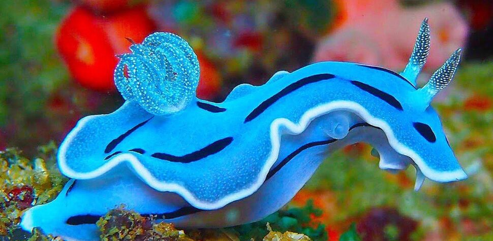 Nudibranch