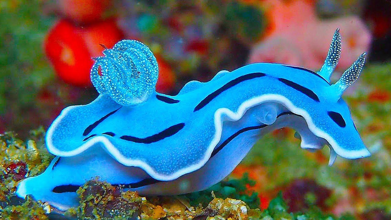 blue dragon nudibranch pet