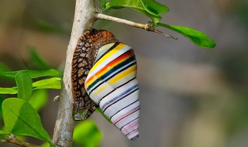 Candy Cane Snail