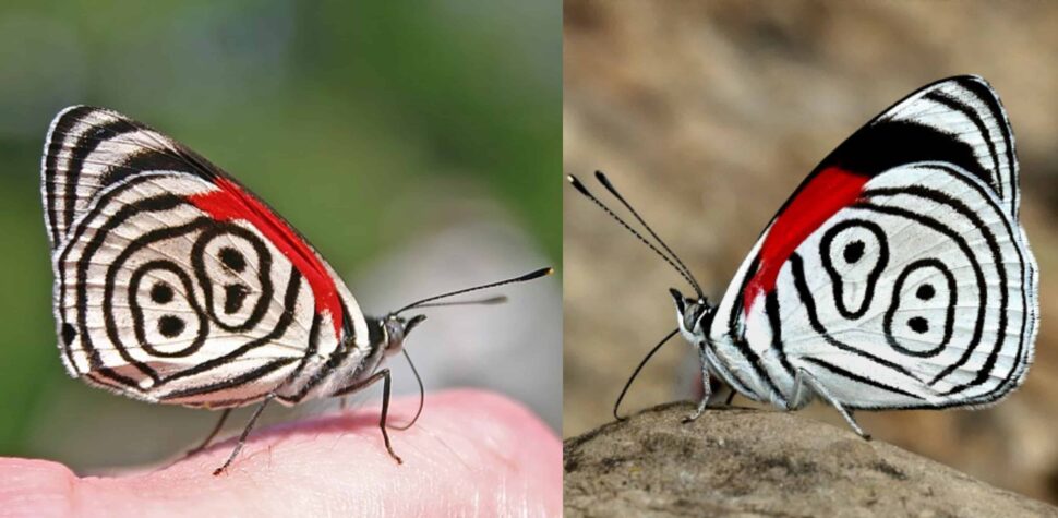 Butterflies With Numbers On Their Wings