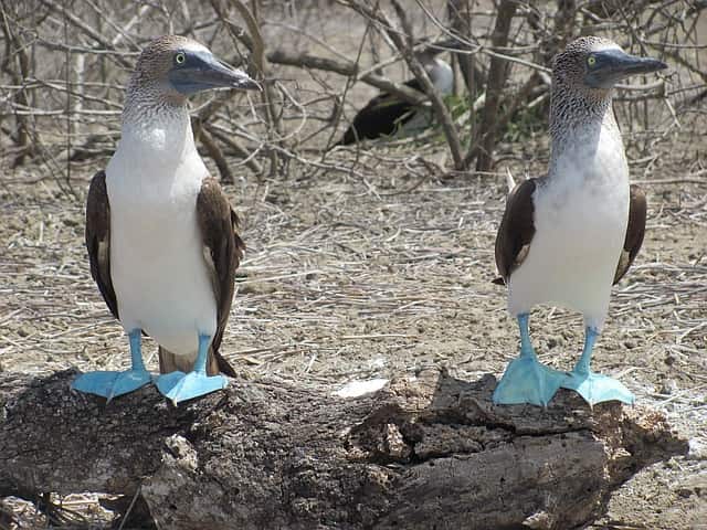 Blue-Footed Booby