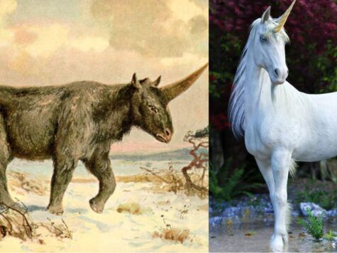 Unicorns were real