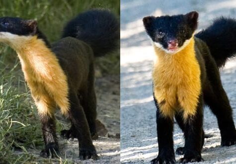 Nilgiri Marten