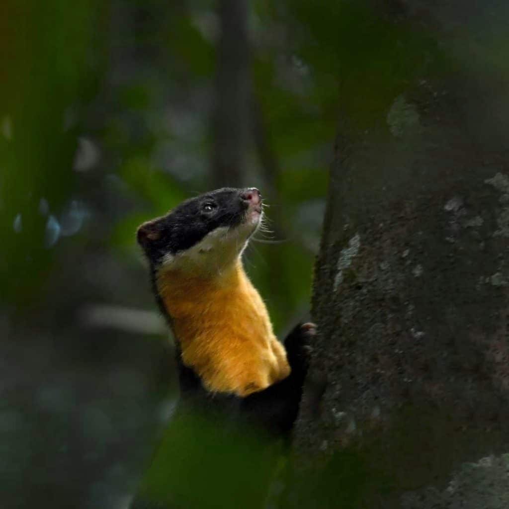 The Extremely Rare And Elusive Nilgiri Marten - Top10animal