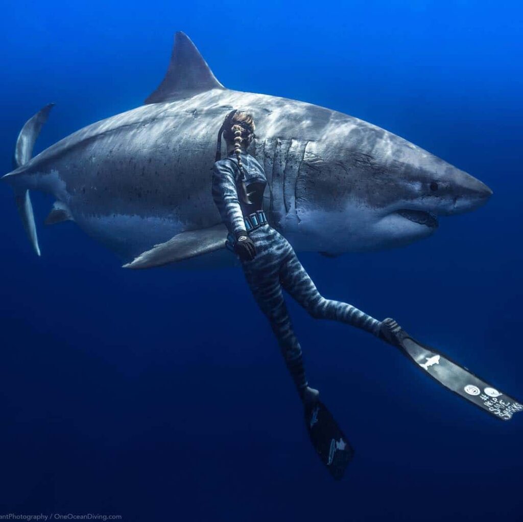 Largest Great White Shark