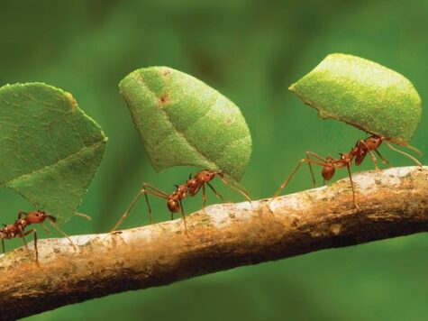 Why do ants follow each other in a line?