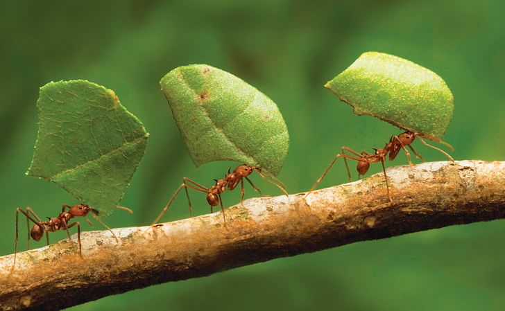 Why do ants follow each other in a line?