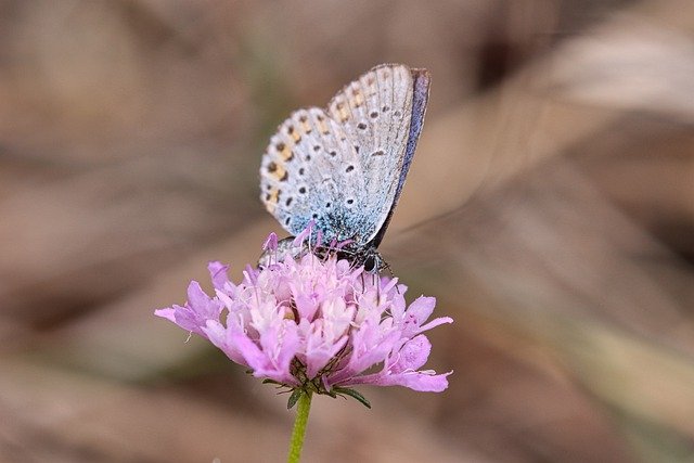 Shockingly Surprising Facts About Butterflies
