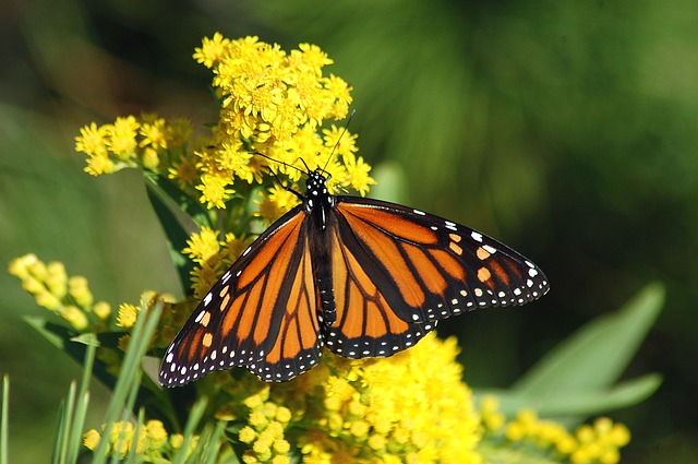 Shockingly Surprising Facts About Butterflies