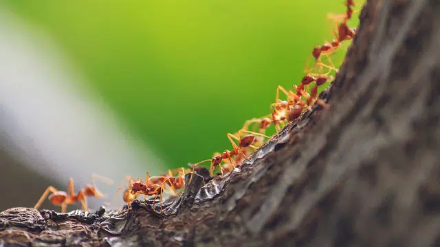 Why do ants follow each other in a line?