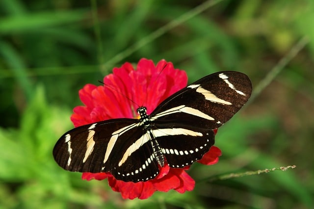 Shockingly Surprising Facts About Butterflies