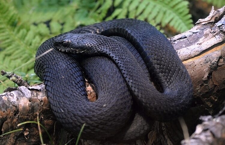 melanistic snake