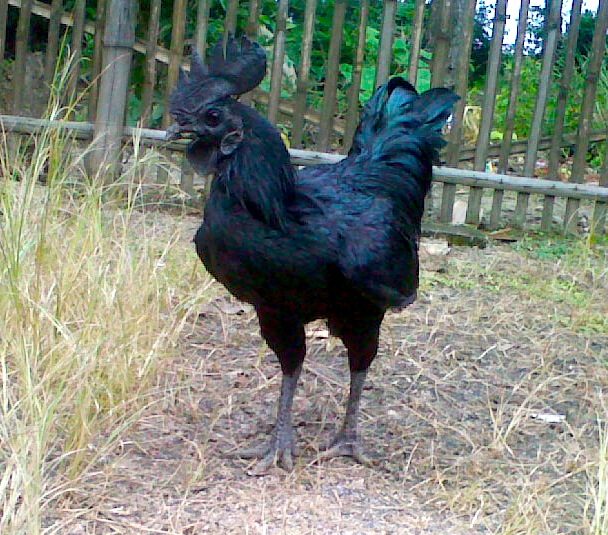 melanistic chicken