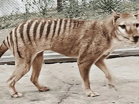Tasmanian tiger