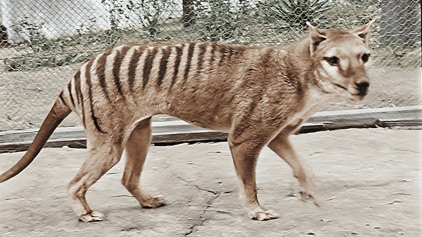 Thylacine, Tasmanian Tiger (Thylacinus cynocephalus) Dimensions & Drawings