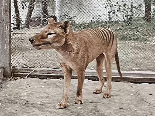 Tasmanian tiger