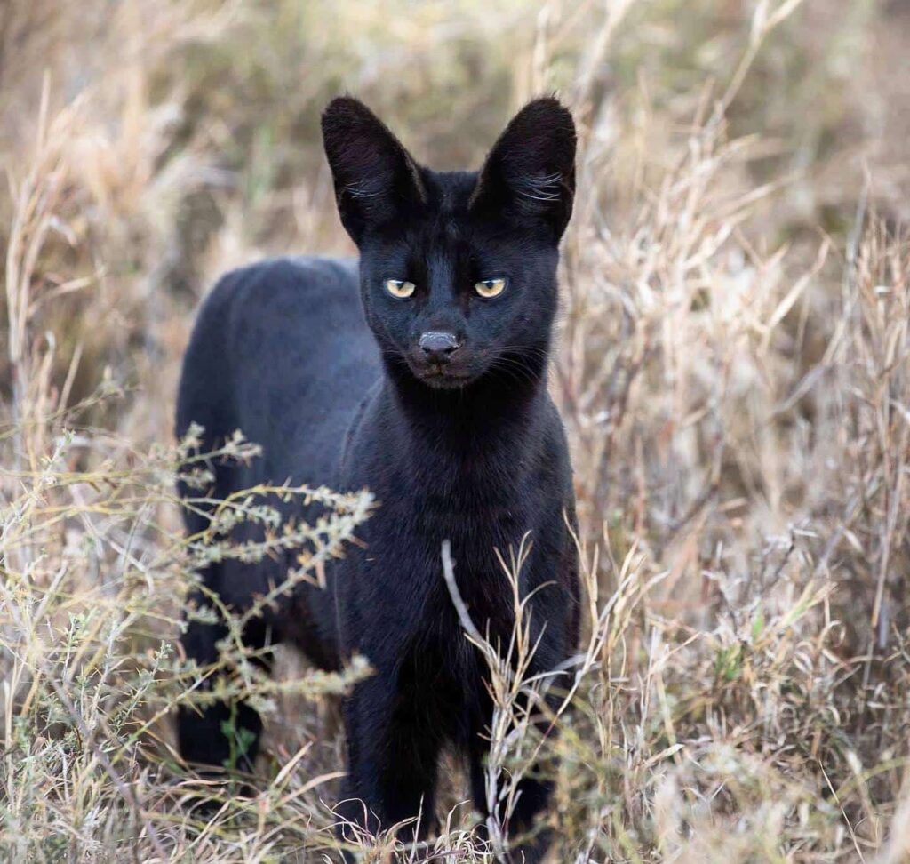 melanistic cat